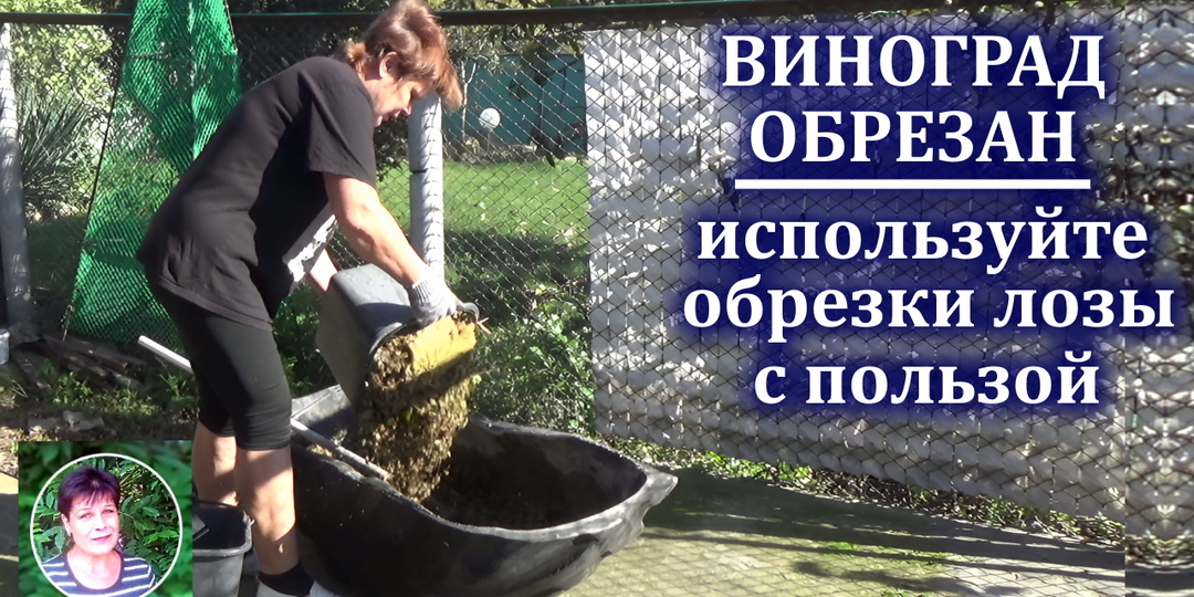 Виноград обрезан. Как использовать обрезки лозы с пользой для самого винограда.