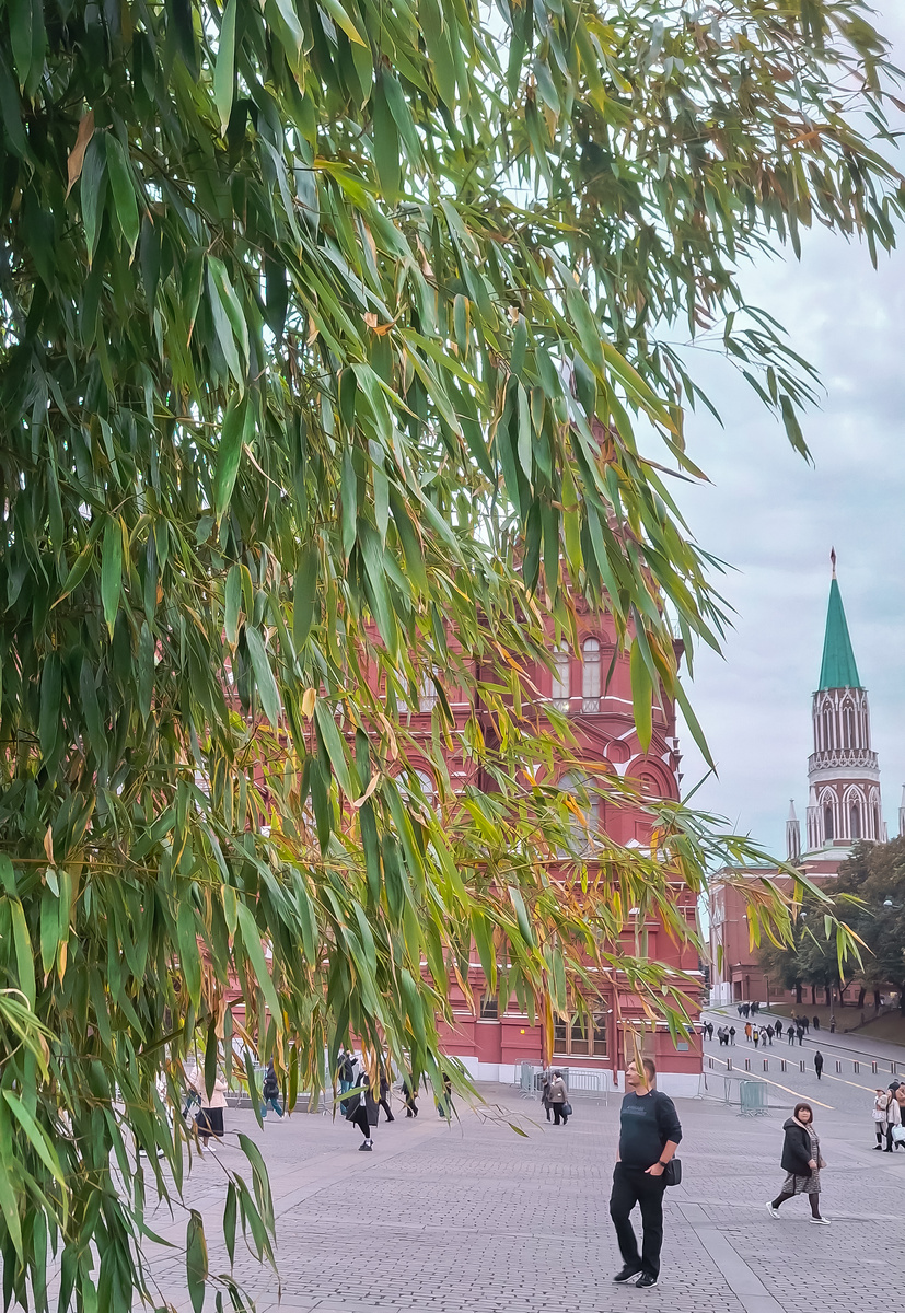 А около Красной площади еще сидел в кадках бамбук