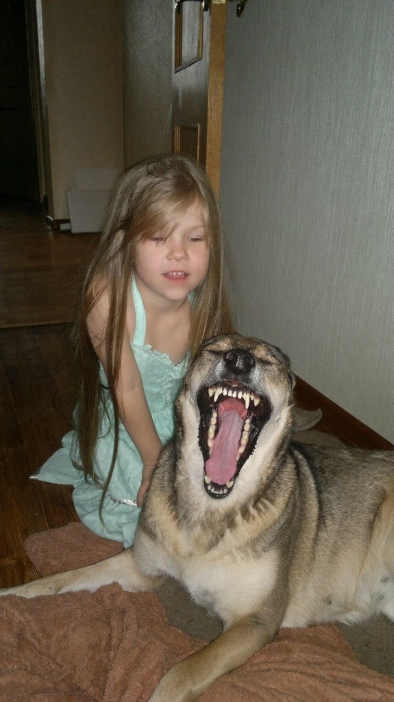 Волкособа. Листайте))