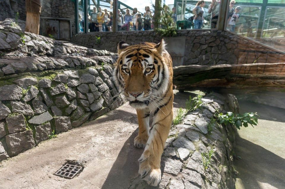    В его рацион входят тушки кроликов и куриц, нежная говядина и полезные субпродукты. Олег ЗОЛОТО