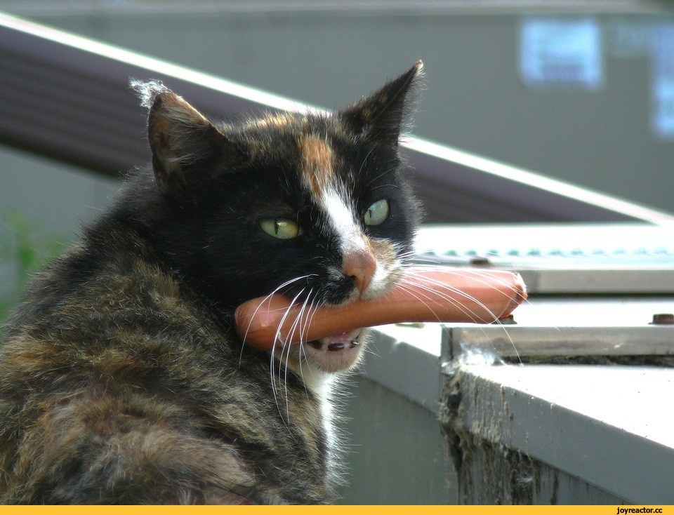 Картинка из интернета