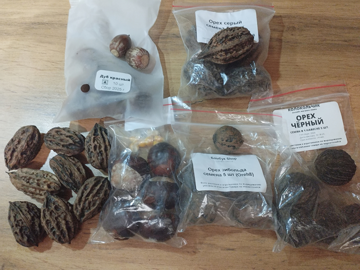 Всего понемногу, слева маньчжурский орех и конский каштан красноцветный.