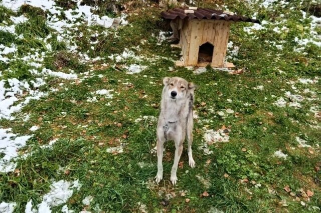 Белоножка будет охранять Агафью Лыкову. Фото: личный архив Игоря Мыльникова