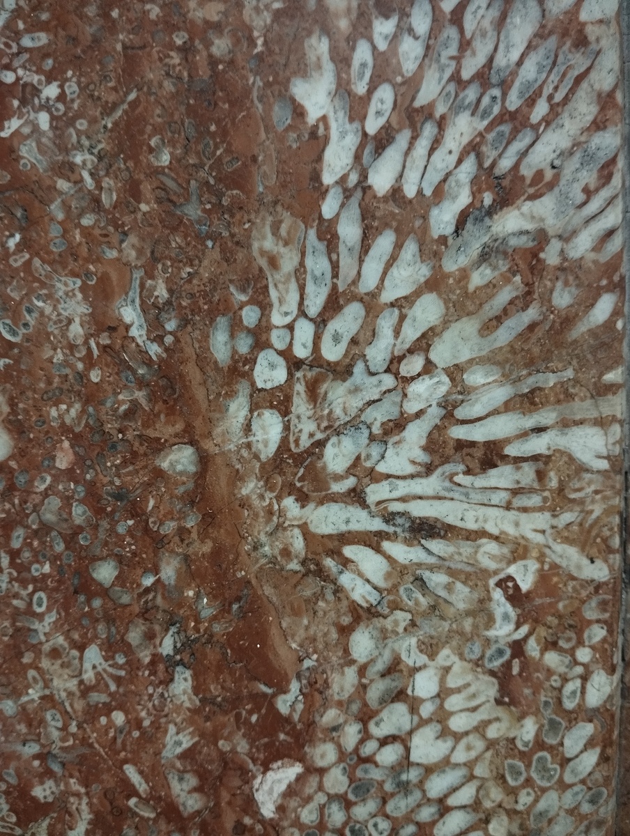 Меловые шестилучевые кораллы на станции метро "Красносельская".