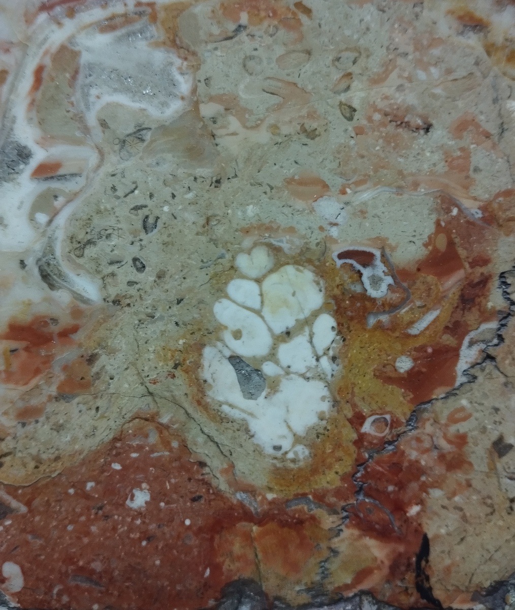 Продольный спил раковины брюхоногого моллюска на станции метро "Красносельская"