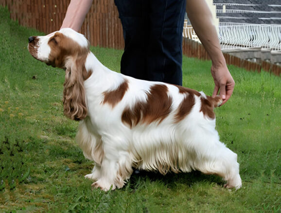    Фото: iriskisdogs.ru