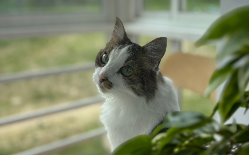    Александр Гнетнев / Фактор