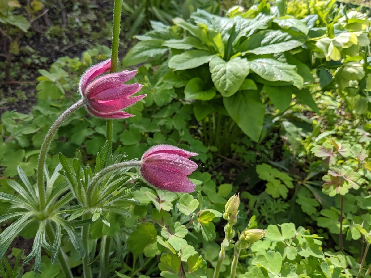 Прострел в моём саду