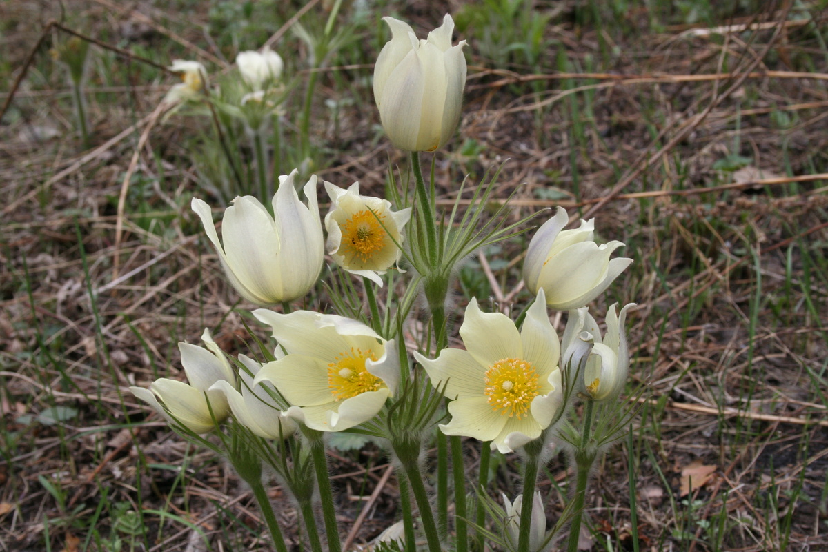 В лесу под Ангарском Иркутской области