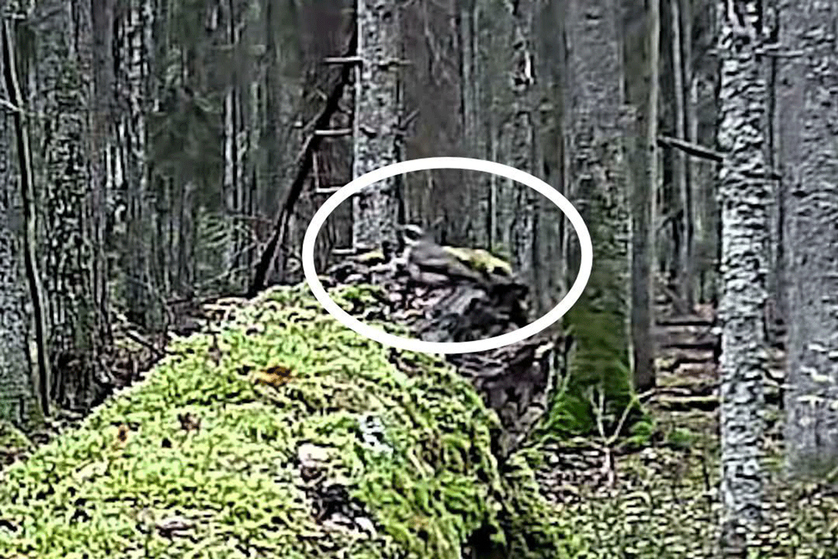    Скриншот из видео Александра Эрдмана