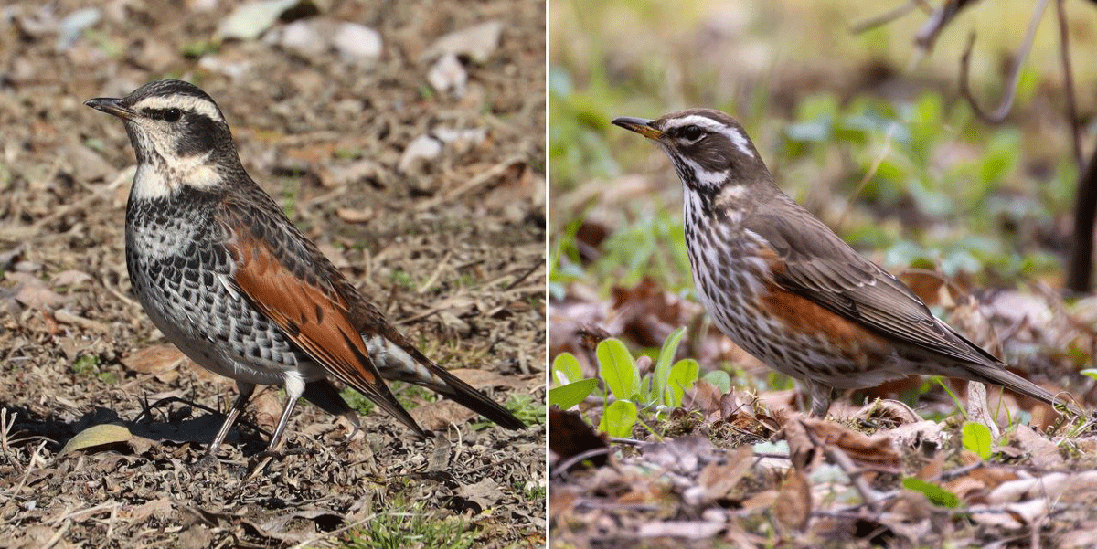    Коллаж: "Дзікая прырода побач". Слева – белый дрозд / Wikimedia Commons. Справа – белобровик / Вадим Пушкарчук