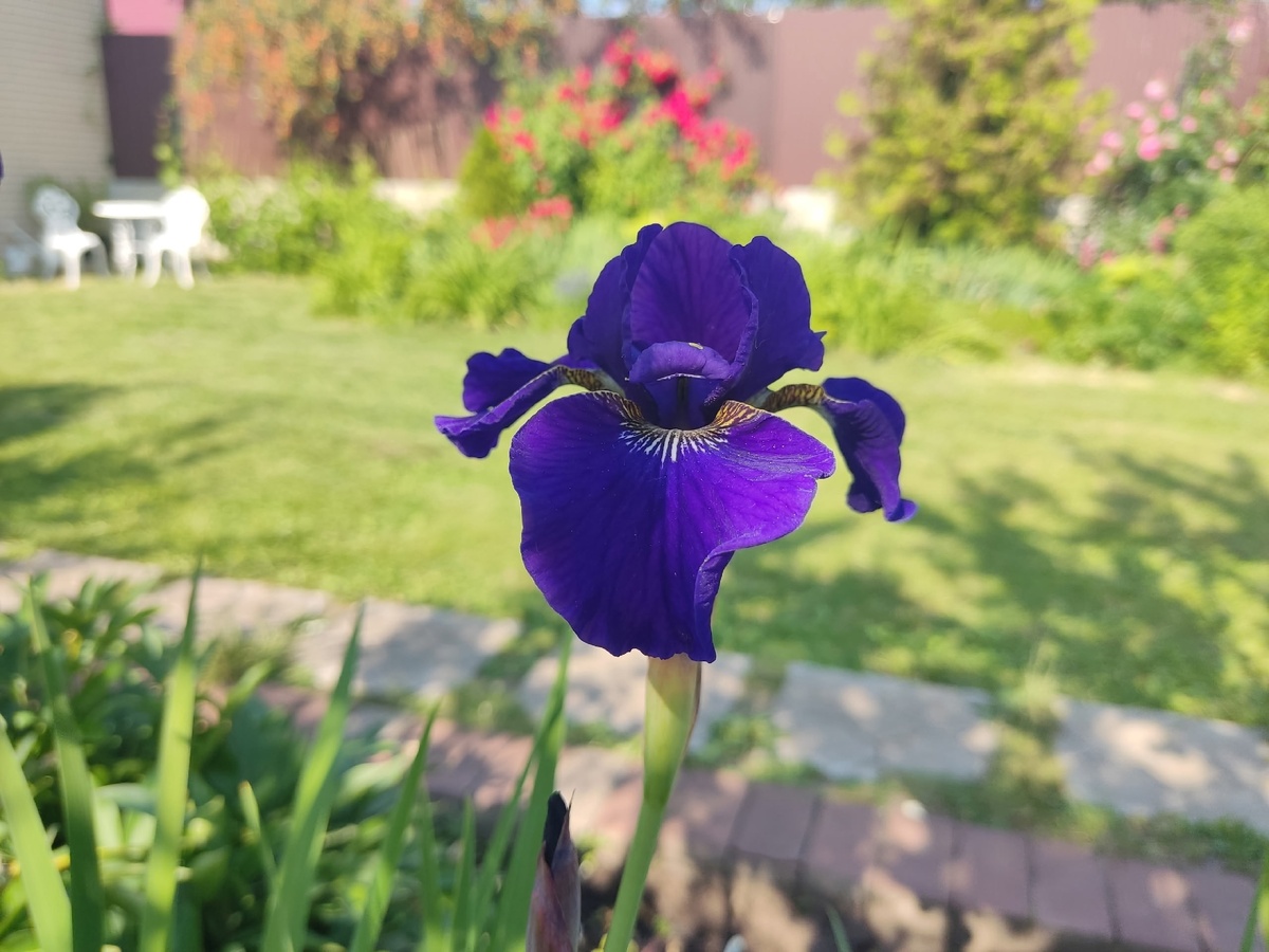 Ирис сибирский