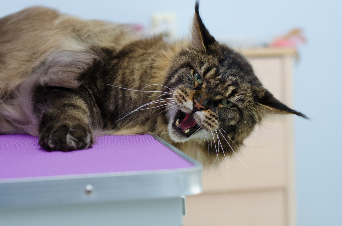 фото из архива #поговоримо_кошках