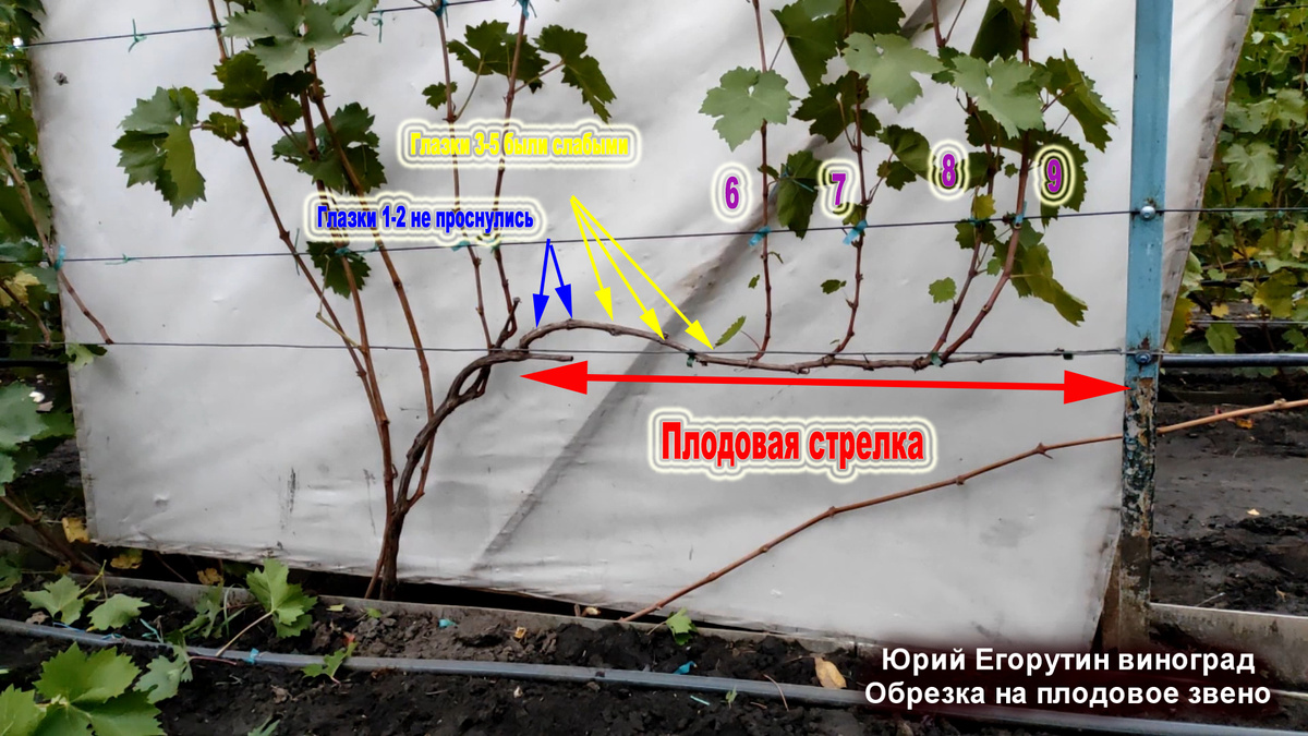 Пример вертикальной полярности винограда. 