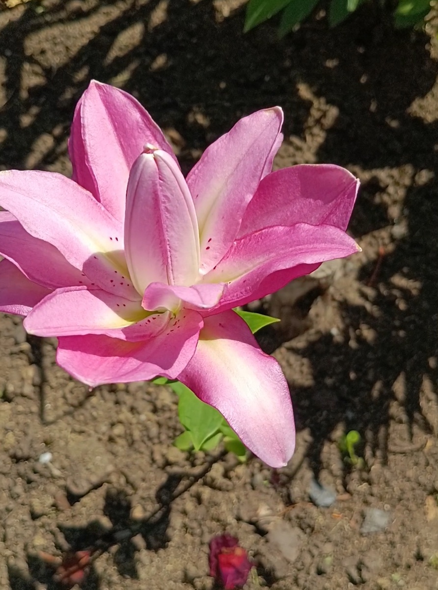 Фото взято из  архива галереи автора