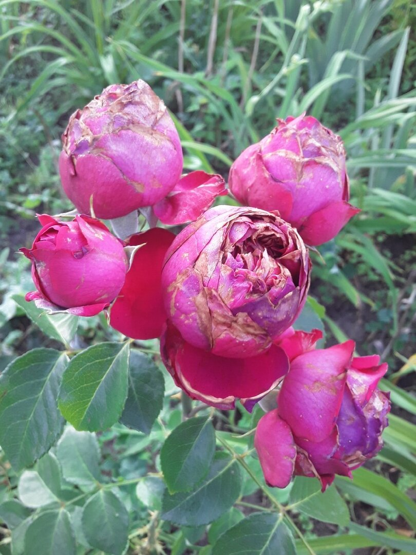 Eric Tabarly в июне - типичная картина