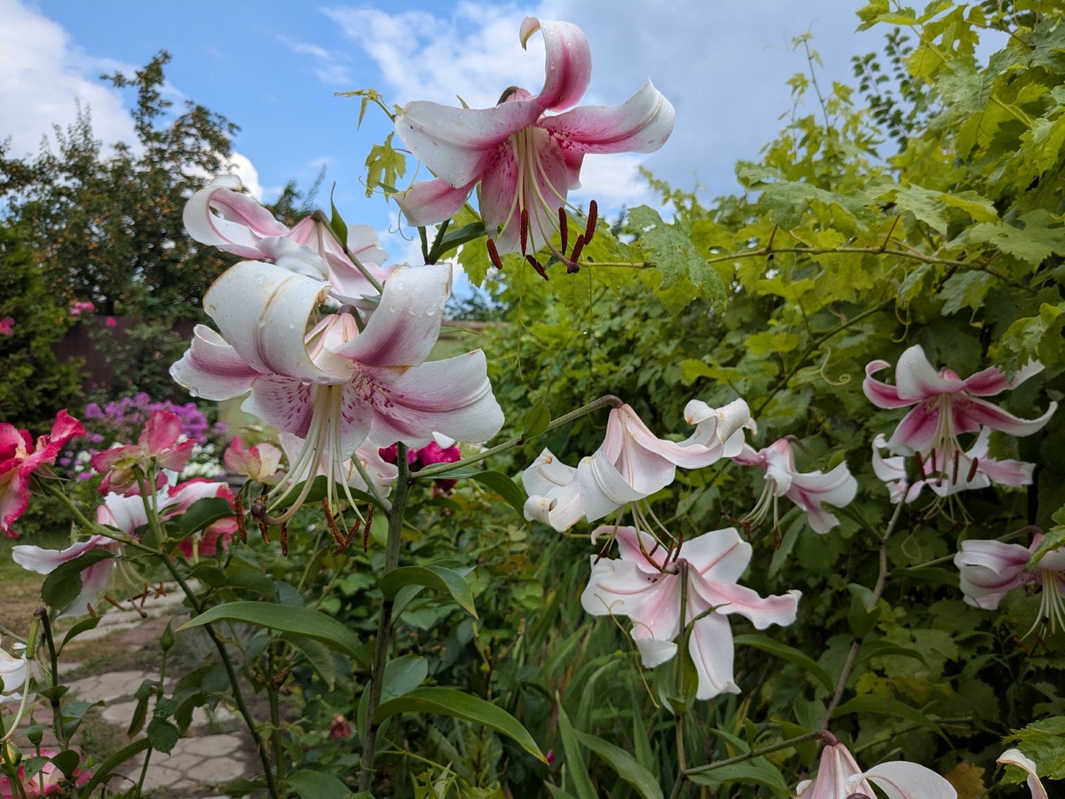 Лилия ОТ-гибрид, сорт Anastasia