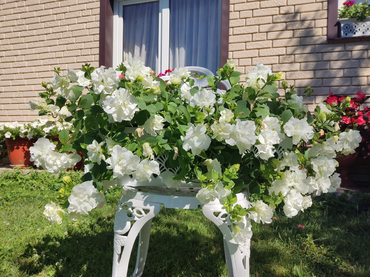 Петуния тумбелина Диана