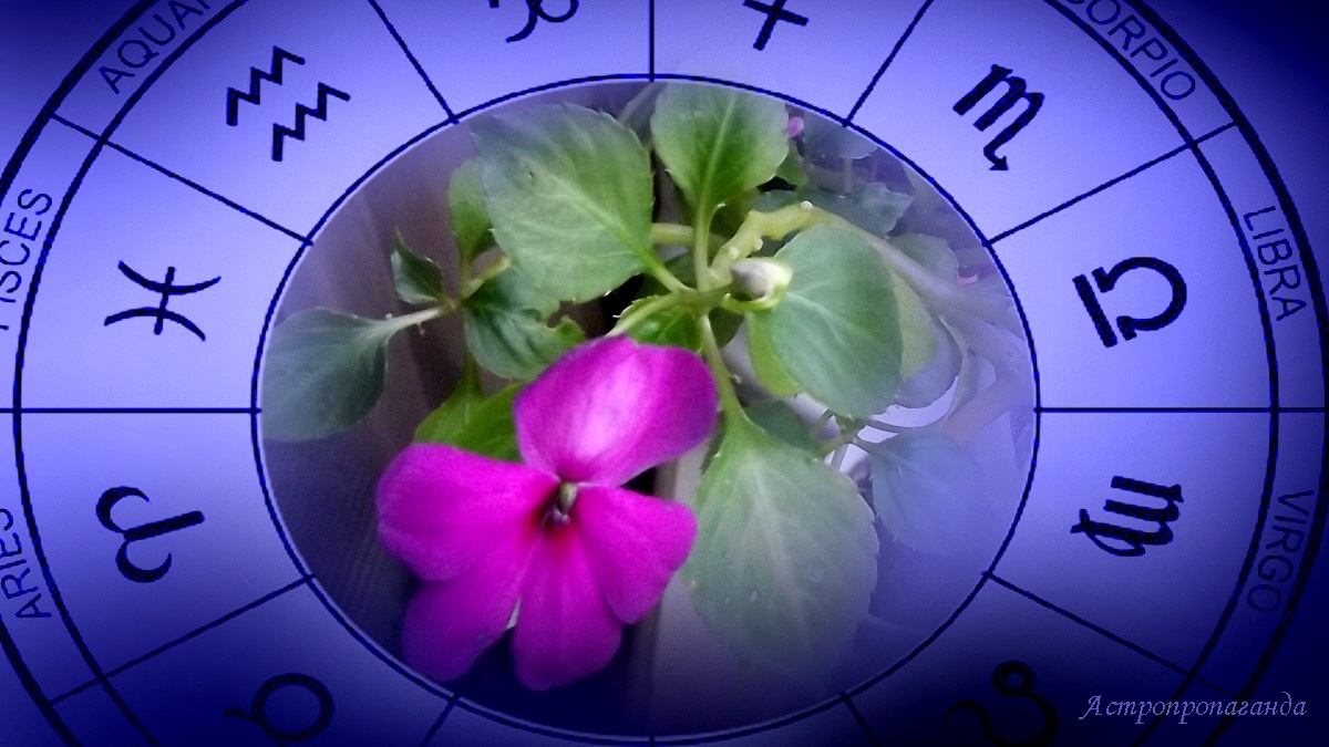 Гороскоп с 3 по 9 ноября 2025: Марс, Венера и Уран меняют знаки | Недельный гороскоп 