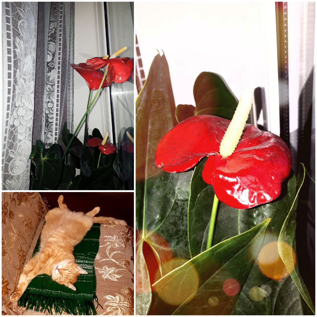 Коллаж автора 03.11.2025г.