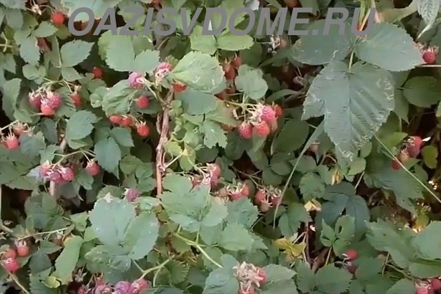 Малина - плохой сосед для смородины