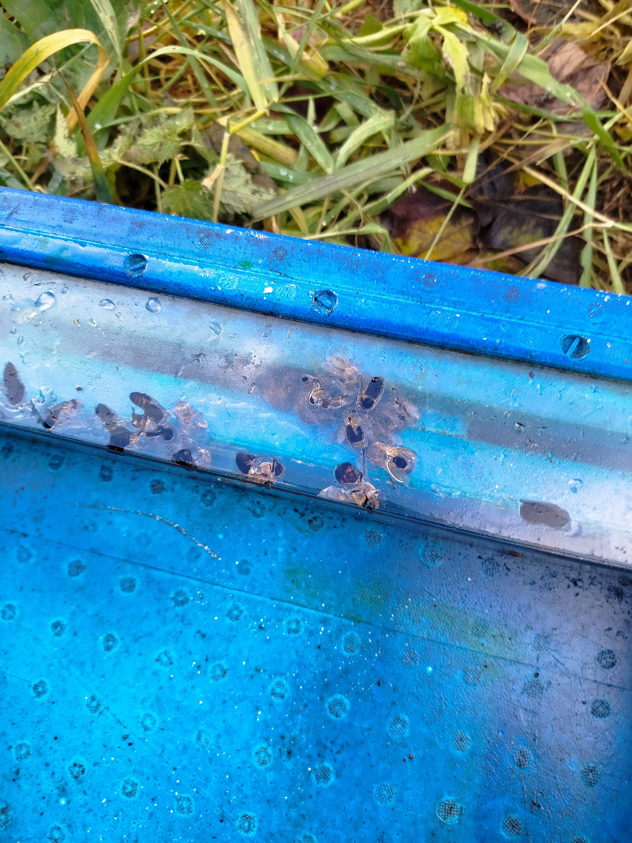 Остатки сиропа слил.