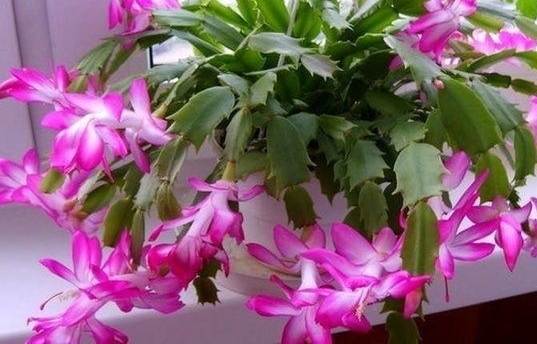 Что не любит декабрист? 6 противопоказаний при выращивании и уходе за декабристом