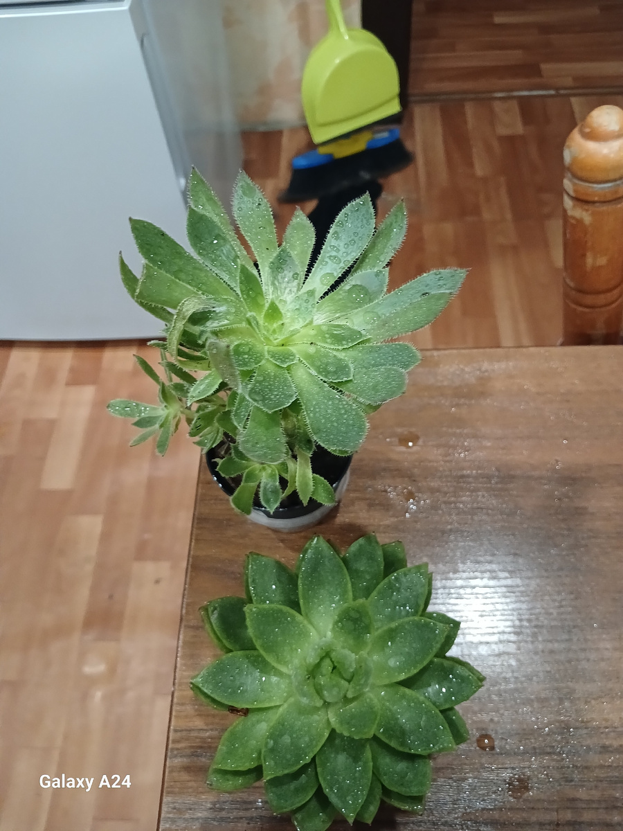 Вот такие они