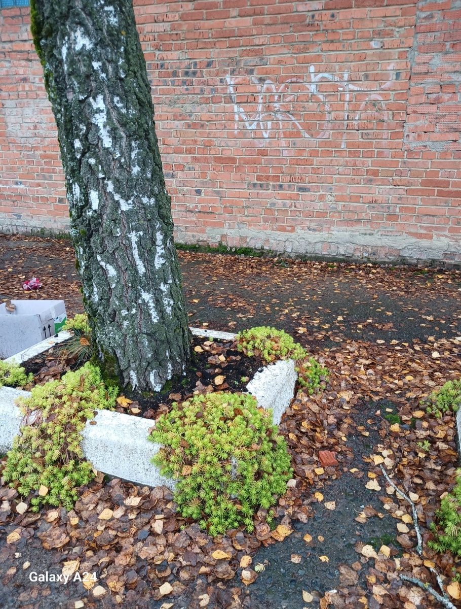 Вот такие они на улице, говорят, что они даже удачно зиму переносят 