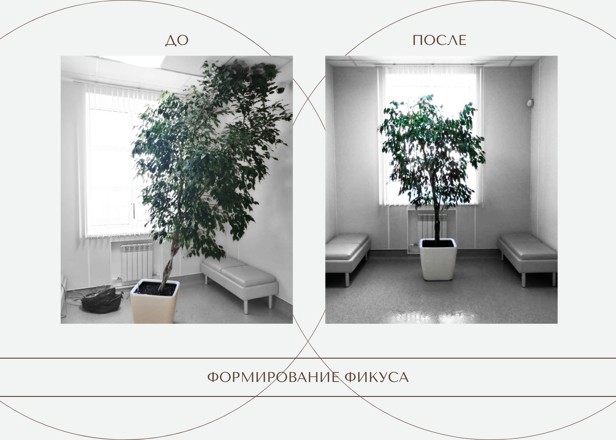 Формирование Фикуса Бенджамина ⑤ / фото из личного архива