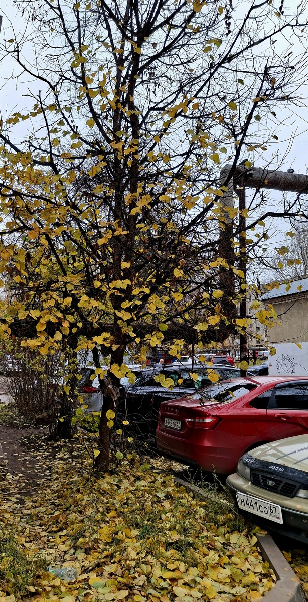 Фото сделано автором