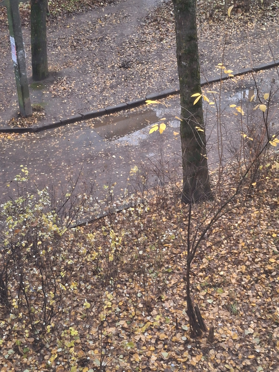 Фото сделано автором