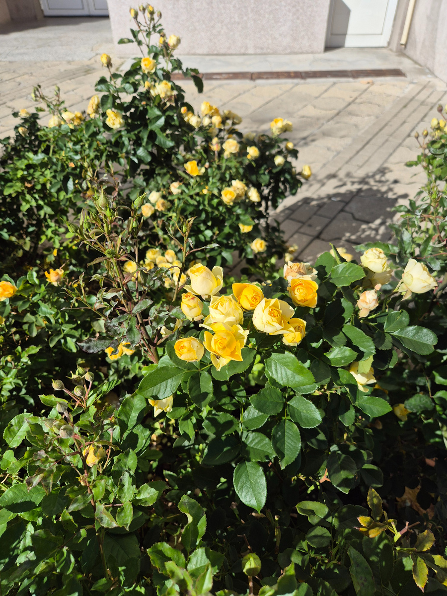 А у нас во дворе (2 ноября)...