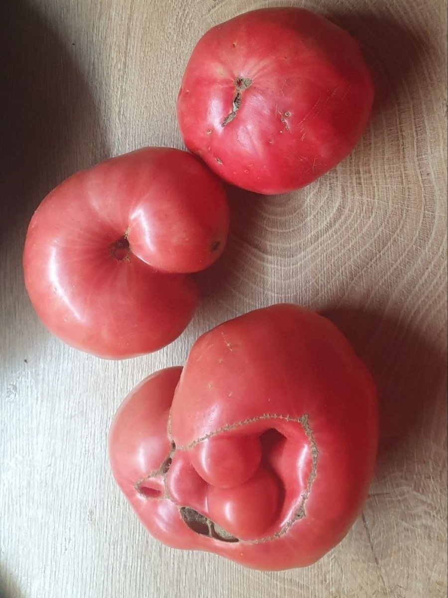 Помидоры, внутри они гораздо красней, чем снаружи.