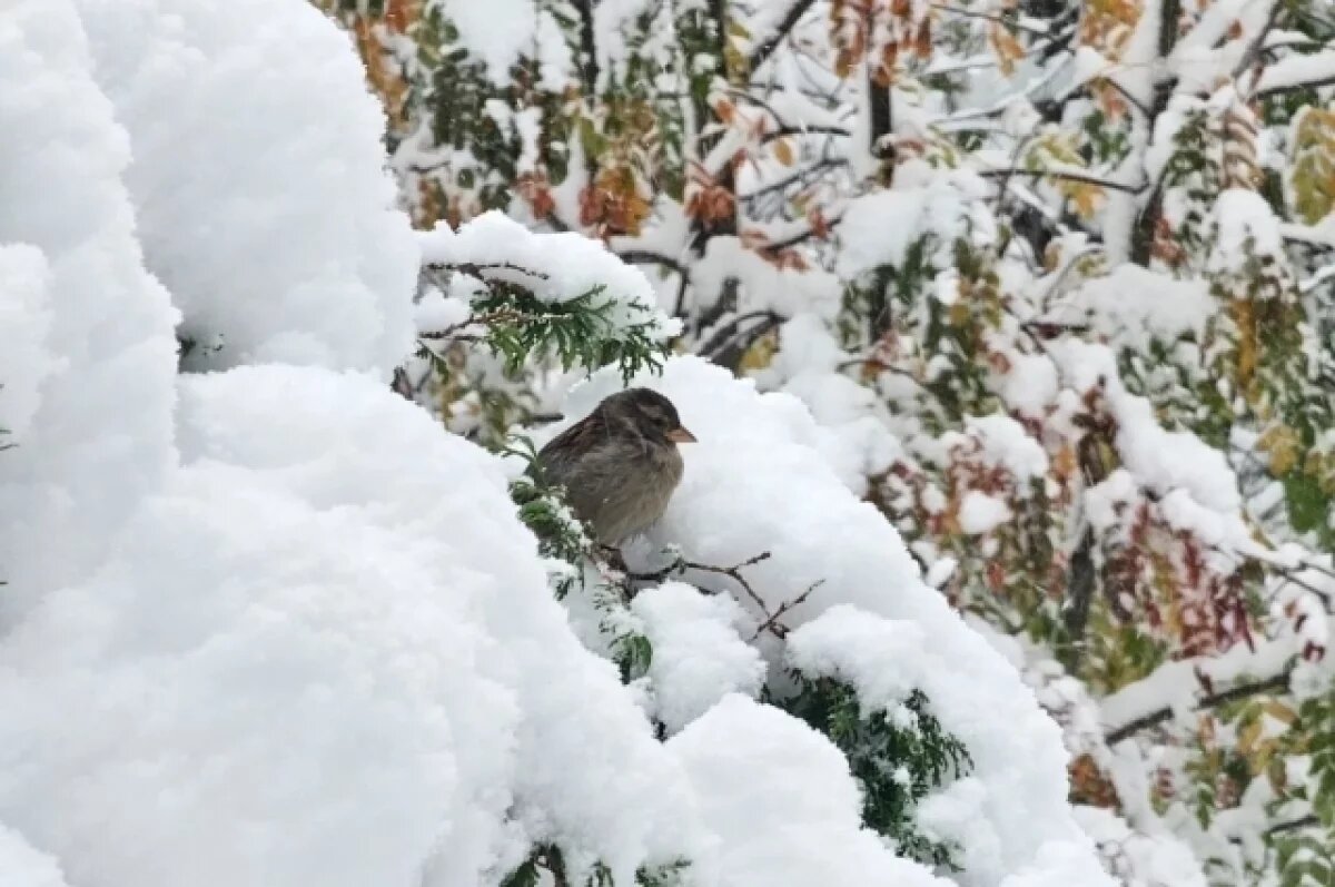    Новосибирцев предупредили о резком похолодании и снегопадах