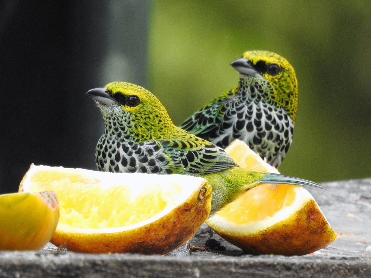  Costa Rica 2016 https://commons.wikimedia.org/wiki/Category:Tangara_guttata?uselang=ru