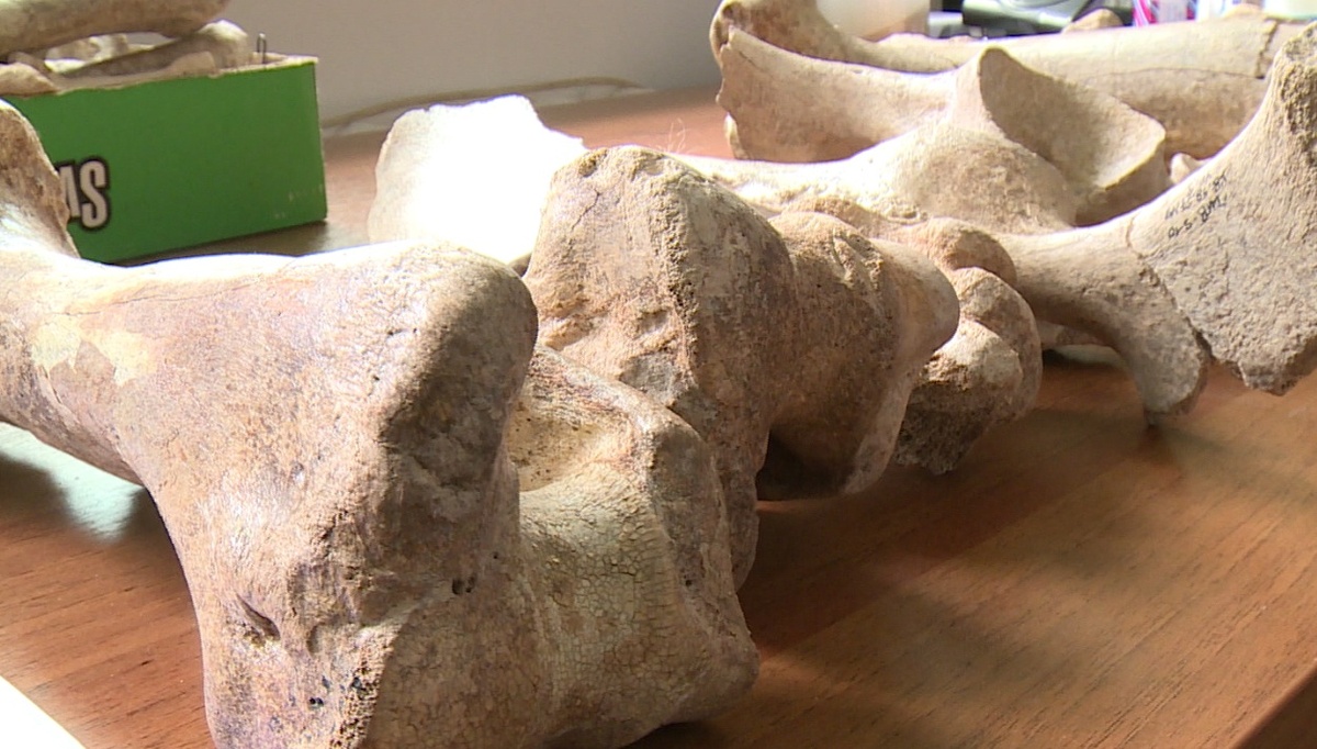 Удалось собрать более 100 костей существа. (Фото: img.smi2.net).