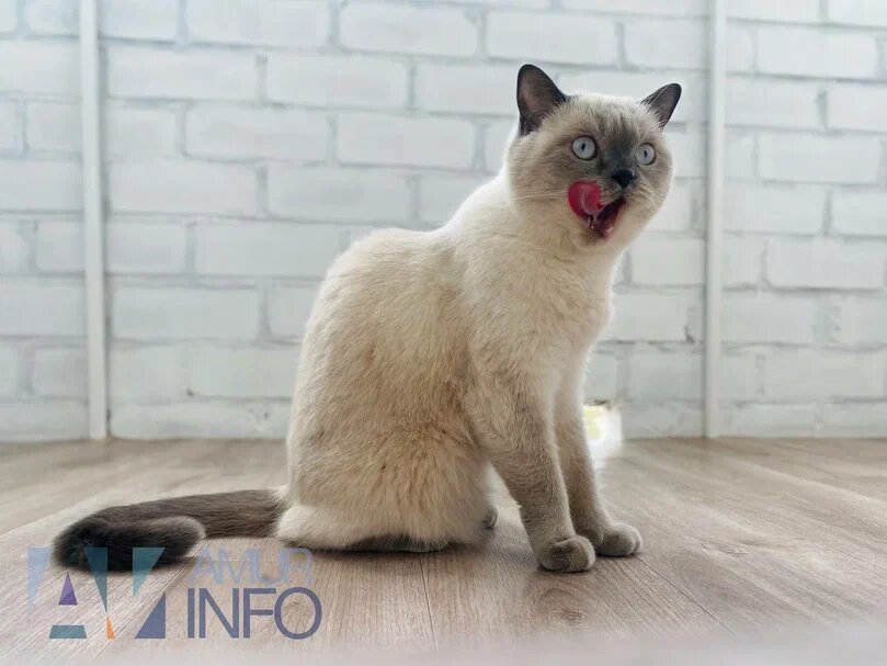    Фото: Амур.инфо