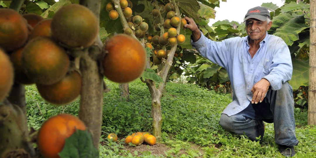 Наранхилья — фрукт, который нельзя вывезти из Анд (и поэтому он остался локальным сокровищем)