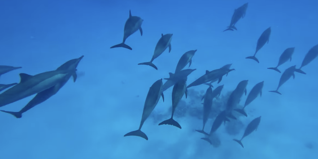 Экскурсия к рифу Сатайя в Египте: личный опыт и советы для тех, кто мечтает увидеть дельфинов