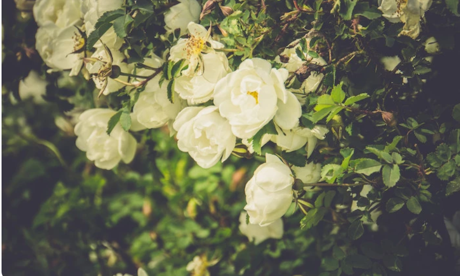 Укрытие роз на зиму: сроки, правила и рекомендации