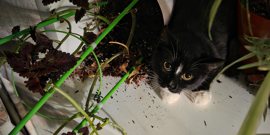 Мурка. Новая жизнь в новом доме. Наш новый член семьи