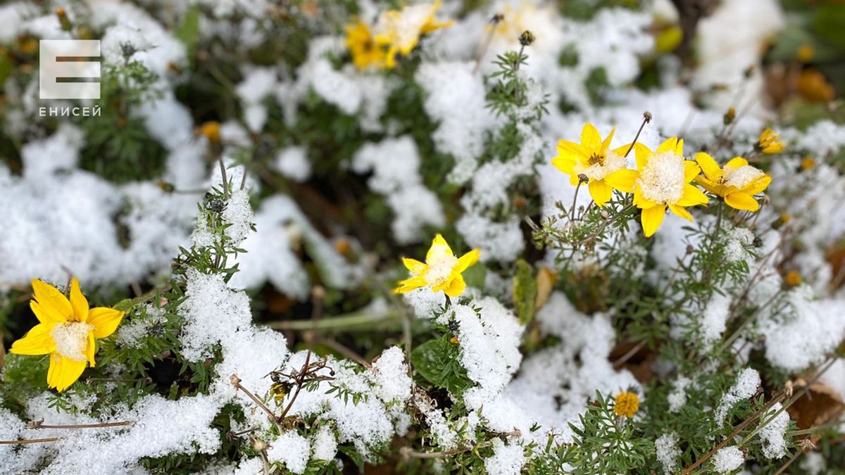     Короткая рабочая неделя в Красноярске будет снежной и прохладной