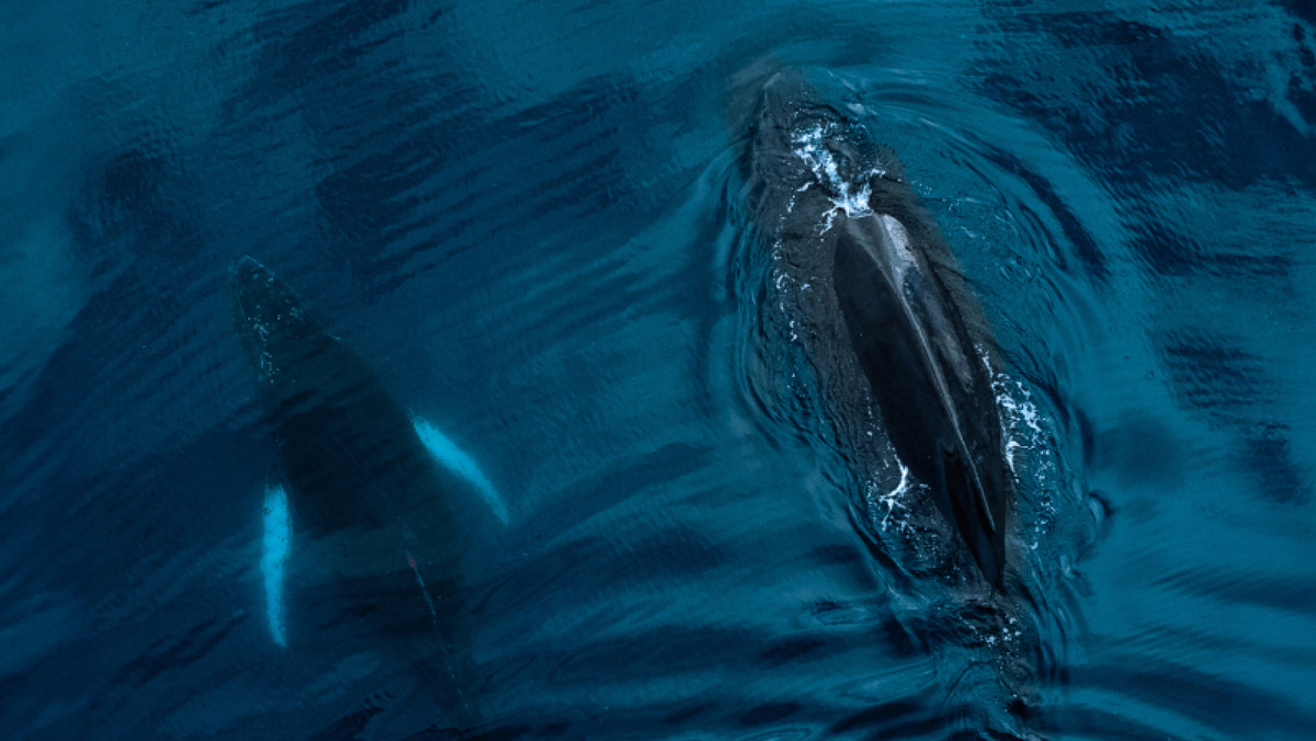 Наши первые киты