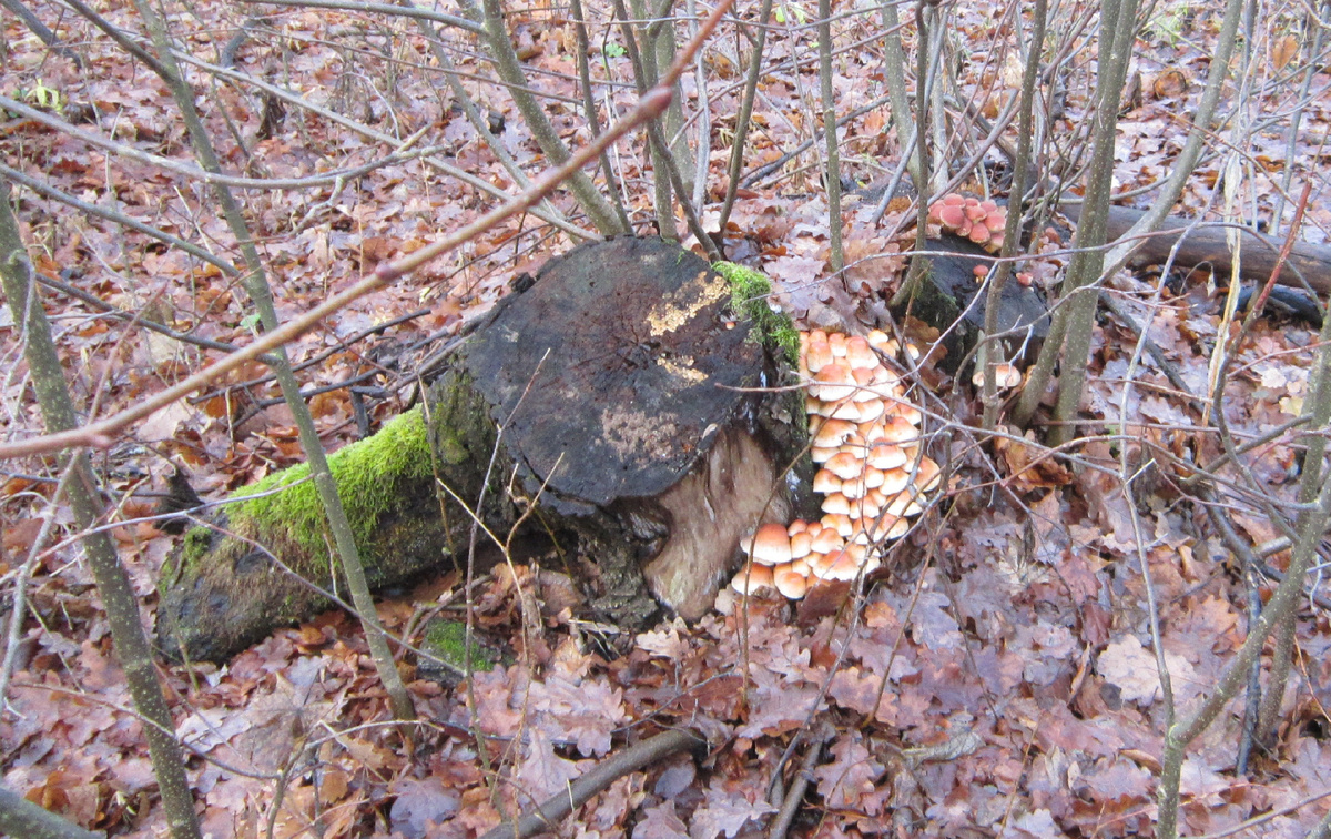 Фото автора. 