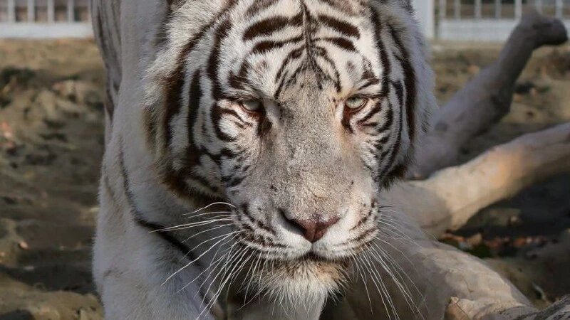     Белый тигр Барнаульского зоопарка Барнаульский зоопарк