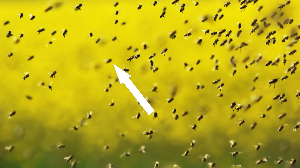    Тайное путешествие пчел раскрыто благодаря QR-кодам