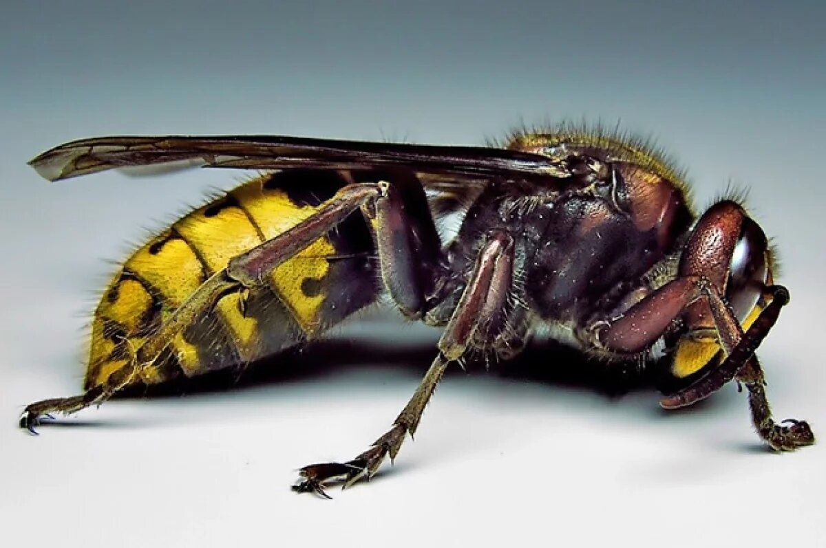    Гигантские шершни насмерть зажалили главу элитной школы из США и его сына