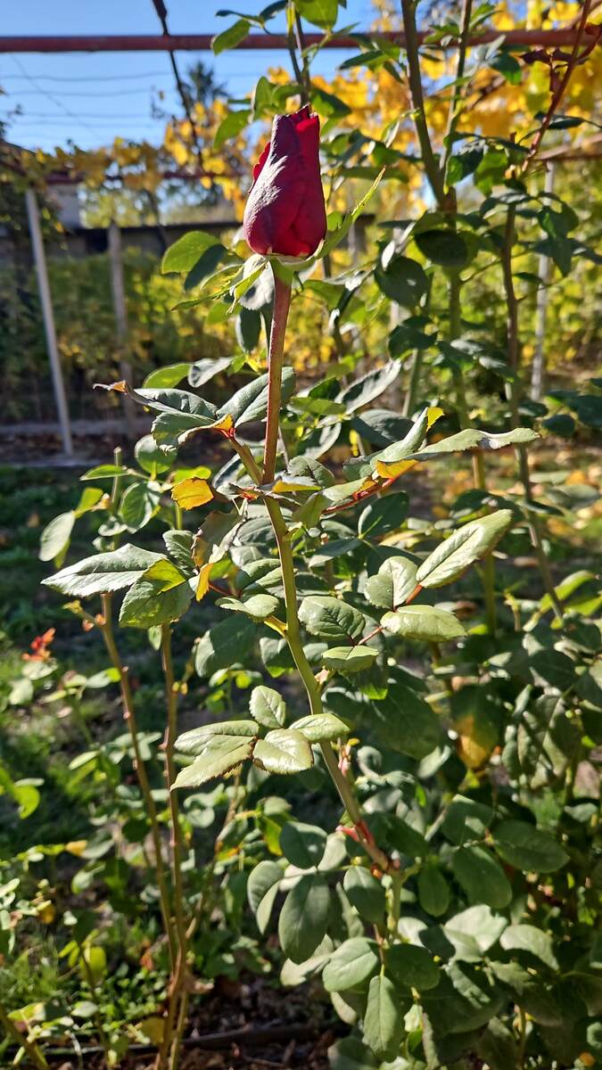 Отрываются за сухое лето