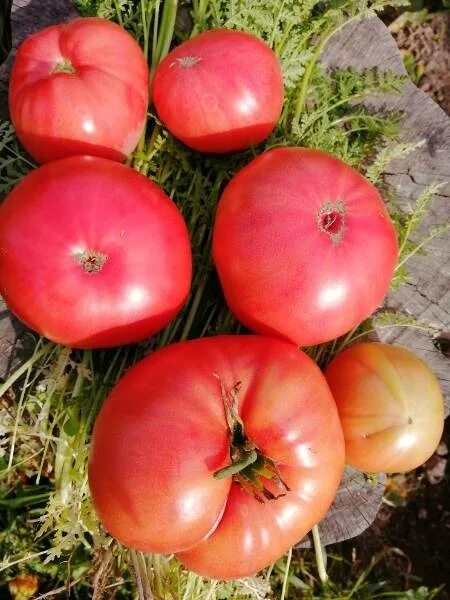 Розовая магия